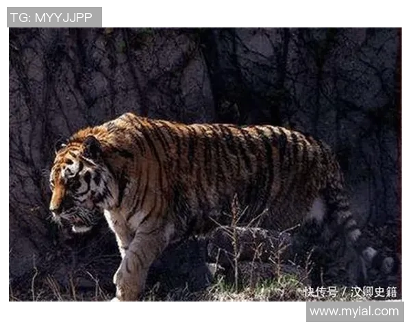 佩历克与狼队激战正酣谁能在这场较量中笑到最后